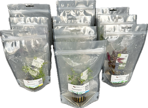 Aqariumplant in stazak achtergrond 4x5